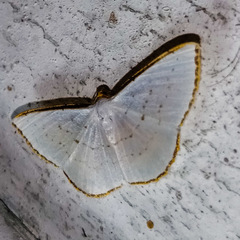 Leuciris