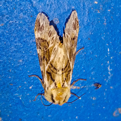 Lepidoptera