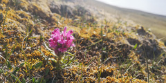 Pedicularis dasyantha