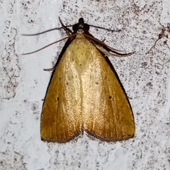 Lepidoptera