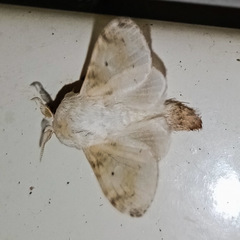 Lepidoptera
