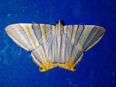 Lepidoptera
