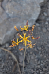 Bloomeria crocea aurea