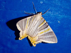 Lepidoptera