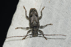 Aegomorphus modestus