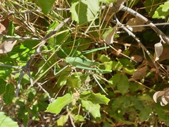 Acrometopa macropoda