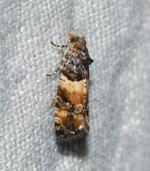Lobesia spiraeae
