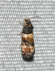 Lobesia spiraeae