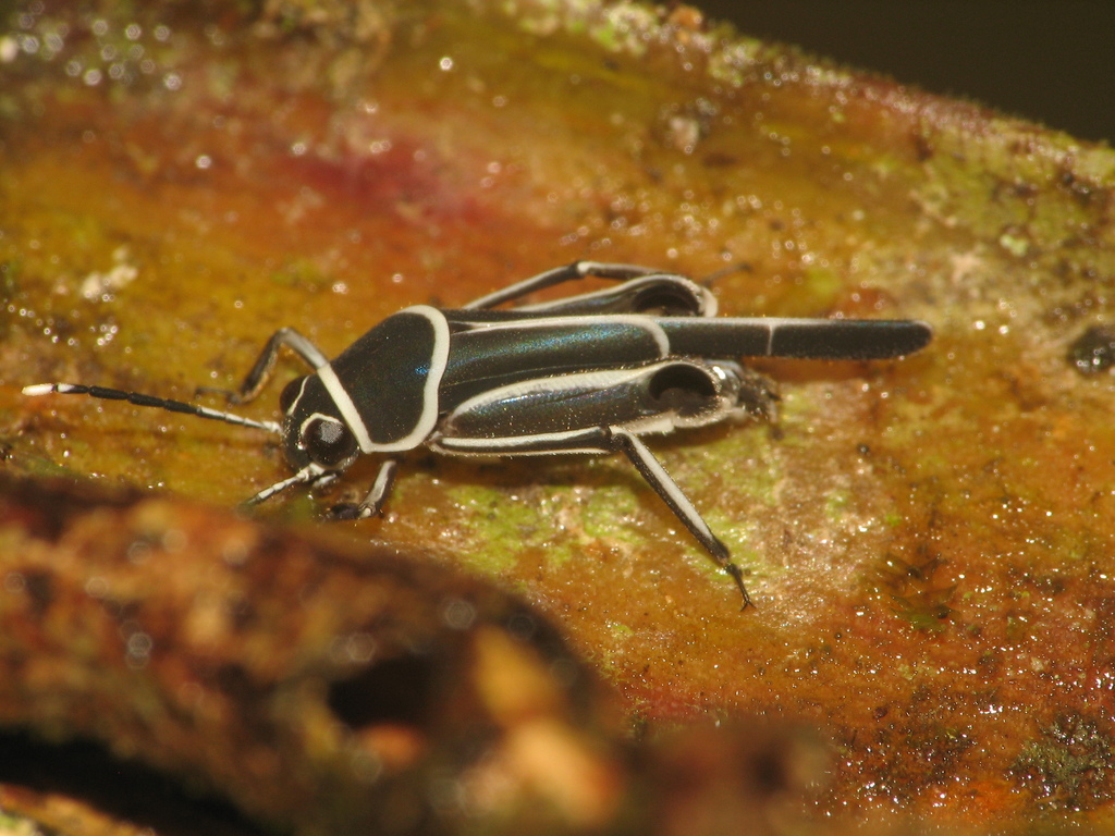 Pygmy Mole Crickets, Mud Crickets, and Sandgropers