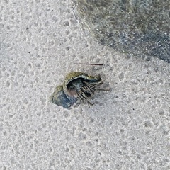 Stramonita canaliculata