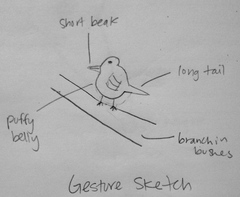 Troglodytes pacificus