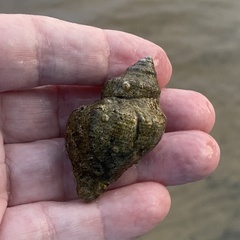 Stramonita canaliculata