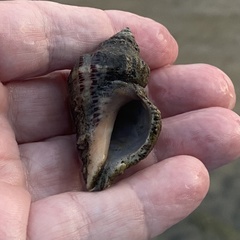 Stramonita canaliculata