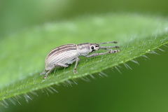 Aphrastus taeniatus