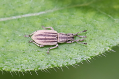 Aphrastus taeniatus
