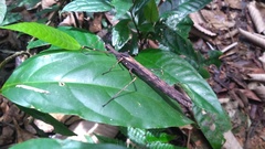 Pseudophasma marmoratum