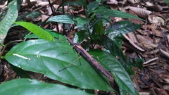 Pseudophasma marmoratum