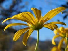 Euryops chrysanthemoides