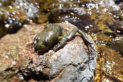 Telmatobius peruvianus