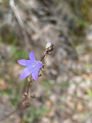 Campanula rapunculus