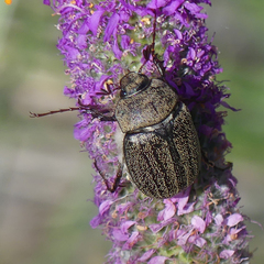 Phyllophaga lanceolata