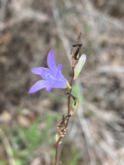 Campanula rapunculus