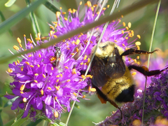 Bombus nevadensis