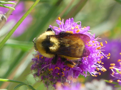 Bombus fervidus