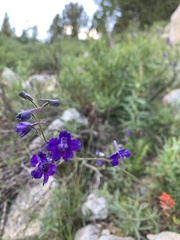 Delphinium polycladon