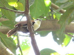 Pheugopedius fasciatoventris