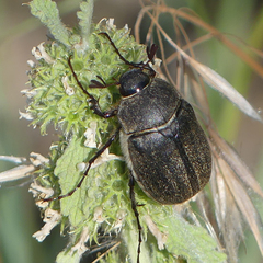 Phyllophaga lanceolata