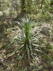 Nolina parviflora