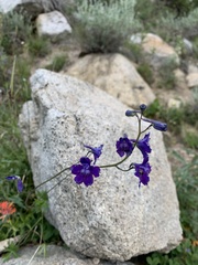 Delphinium polycladon