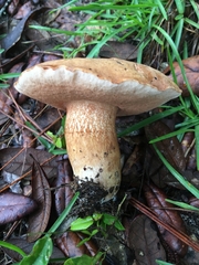 Tylopilus tabacinus