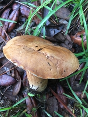 Tylopilus tabacinus