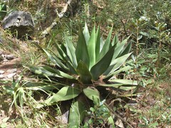 Agave obscura