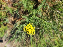 Tanacetum vulgare