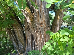 Robinia pseudoacacia