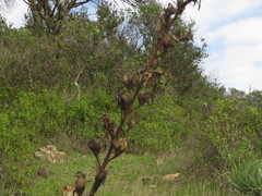 Puya coerulea