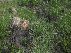 Puya coerulea