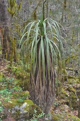 Nolina parviflora