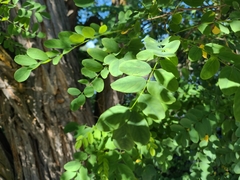 Robinia pseudoacacia