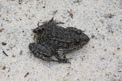 Lithobates capito