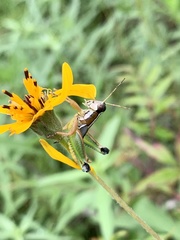 Phaedrotettix dumicola