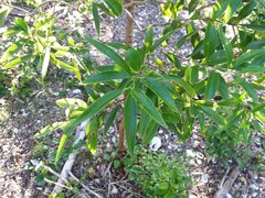 Santalum austrocaledonicum