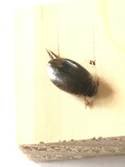 Thermonectus nigrofasciatus