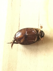 Thermonectus nigrofasciatus