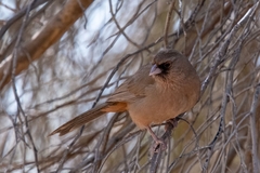 Melozone aberti dumeticola