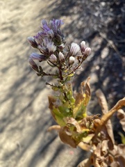 Acourtia microcephala