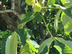 Aesculus hippocastanum